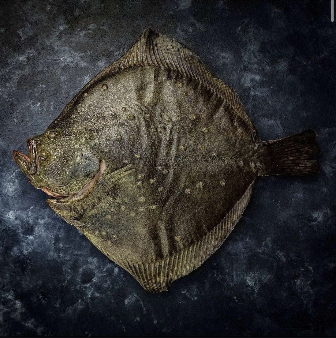 Turbot (Scophthalmus maximus)