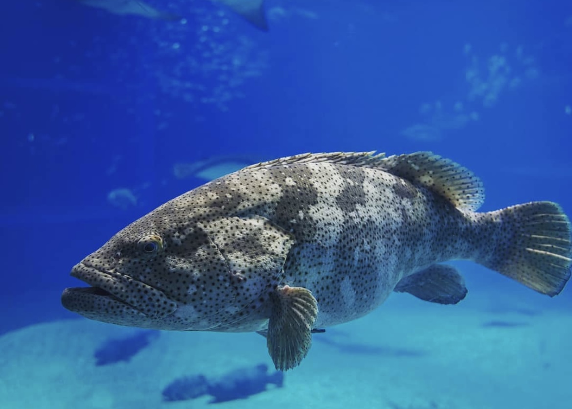 Granik Wielki (Epinephelinae)