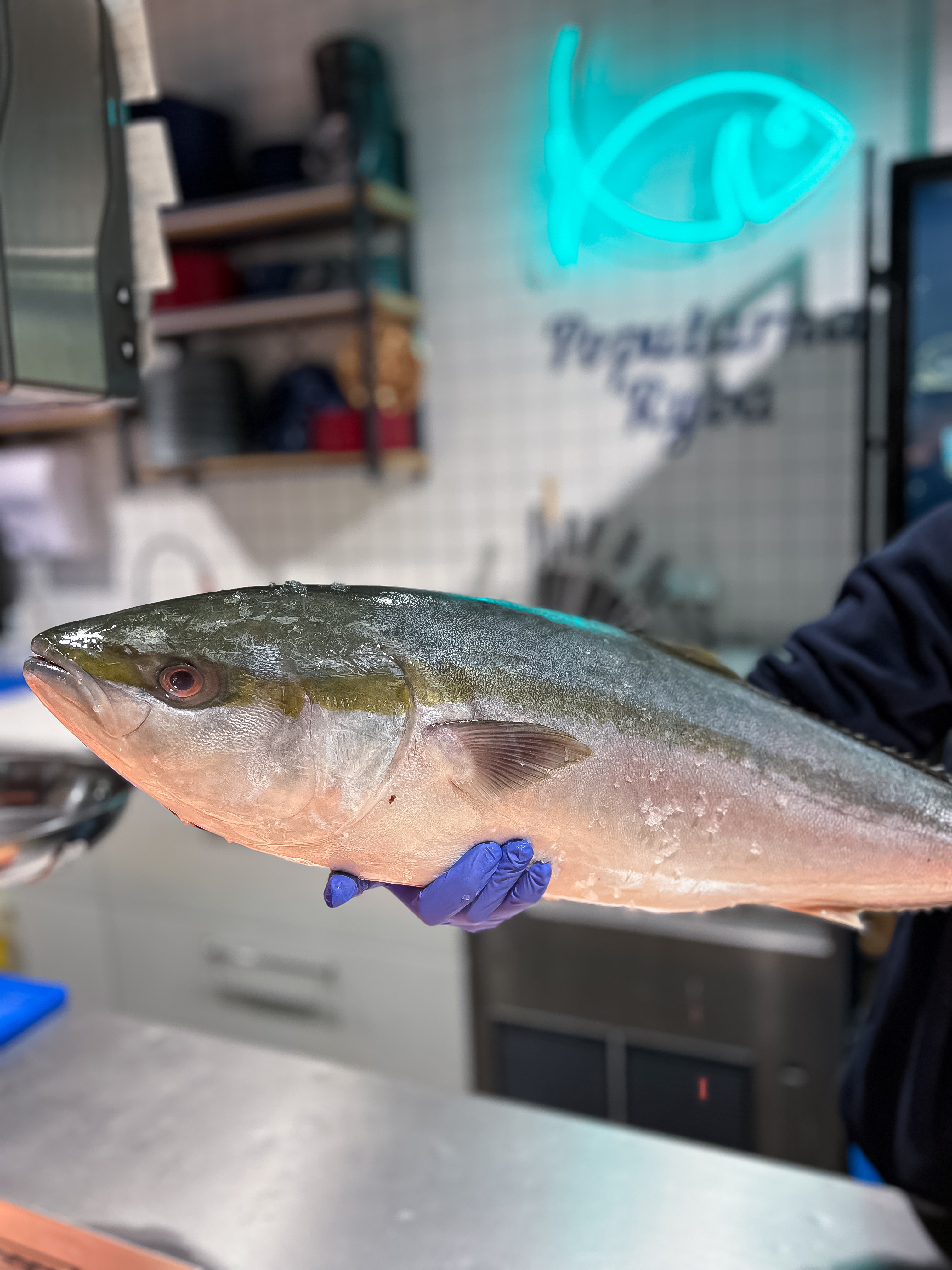 Seriola Hamachi  (Seriola quinqueradiata)