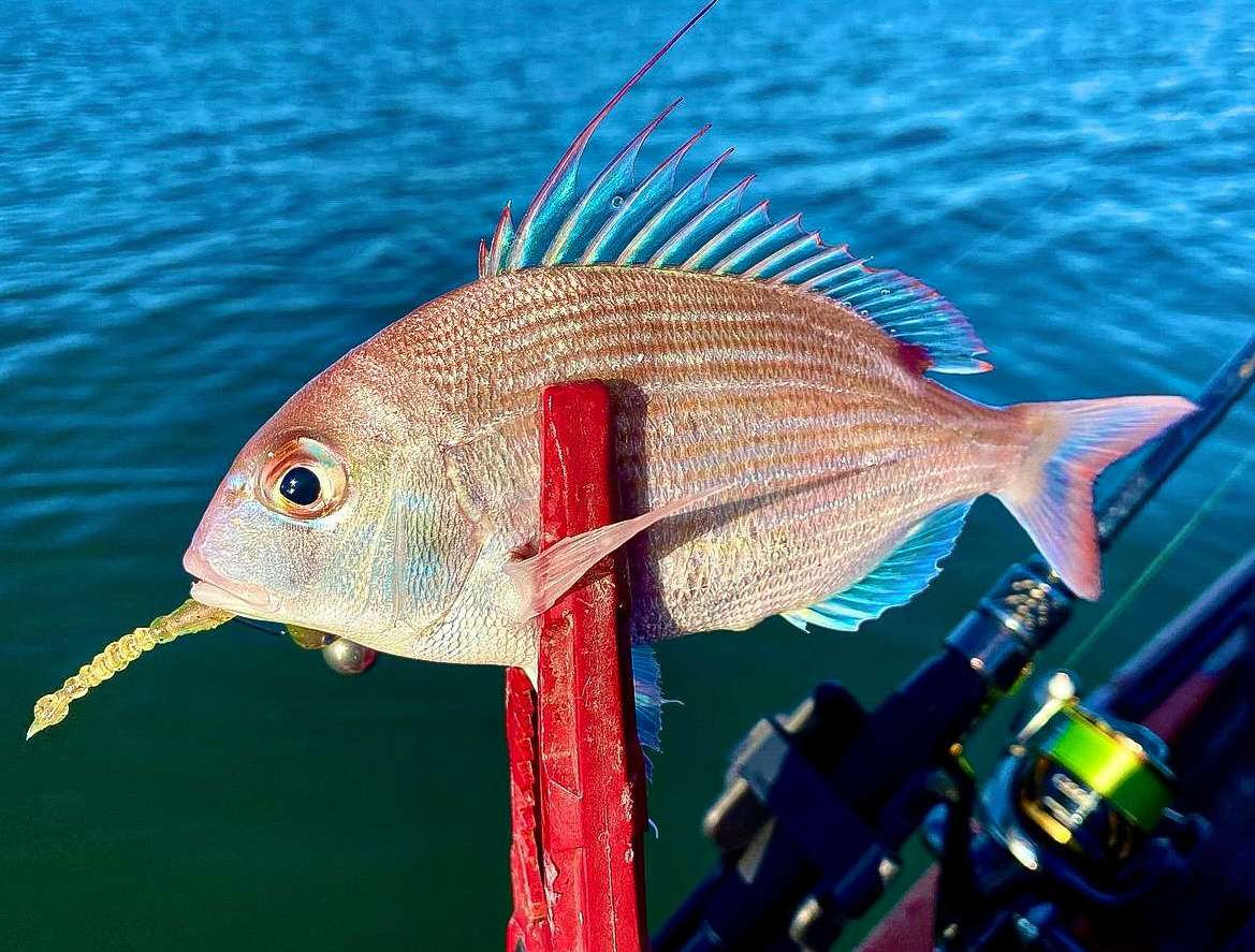 Kielczak Kanaryjski  (Dentex canariensis)