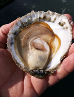 Ostryga BIO z Bretanii Henry