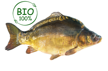 Karp świeży patroszony z głową BIO, tusza ok 1.2-1.4kg/szt