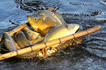 Karp królewski z terenów Roztocza, świeży patroszony z głową od 1 kg do 2 kg sztuka