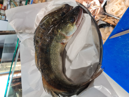 Sandacz świeża tuszka ze Szwecji w rozmiarze 1-2 kg /szt