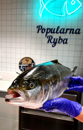 Seriola BURI (Hamachi +) z Japoni IKEJIME, tuszka o wadze 3-5 kg 1 szt.