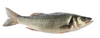 Okoń morski Ikejime 1.8-2.6 kg