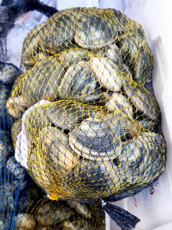 Małża Japońska, Almeja Japonesa, Vongole Verace, siatka 1kg