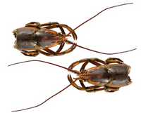 Głowa homara Kanadyjskiego Msc