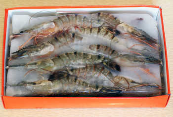 Krewetka Black Tiger HOSO 2/4 z głową w pancerzu, IQF 80%