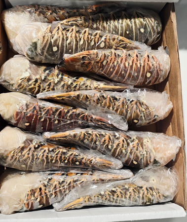 Ogon Langusty Karaibskiej 12/14, 370-400g szt, opakowanie 2 sztuki