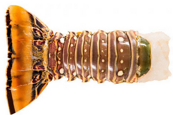 Ogon Langusty Karaibskiej 12/14, 370-400g szt, opakowanie 2 sztuki