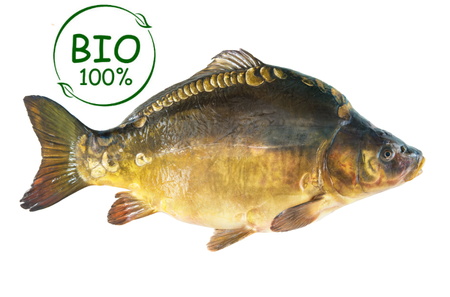 Karp świeży patroszony z głową BIO, tusza ok 1.2-1.4kg/szt