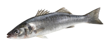 Okoń Morski Hiszpania 2 kg+