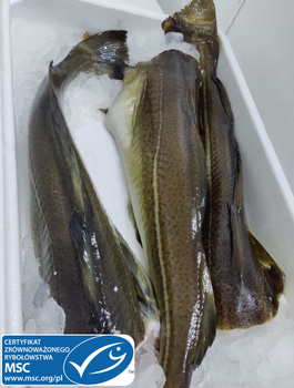 SKREI tuszka patroszona bez głowy ok 1 kg