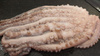 Ośmiornica zwyczajna 1.5-2kg
