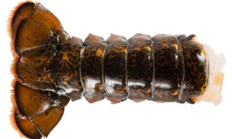 Ogon Homara w pancerzu 4-6 MSC "HPP", szt / kg