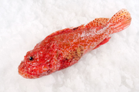 Skorpena, Rascacio Scorpaena scrofa, cała ryba o wadze ok 800g