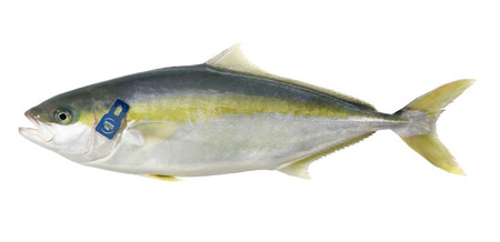 Seriola Hamachi Japonia Ikejime, filet ze skórą
