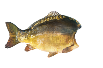 Karp królewski z terenów Roztocza, świeża patroszona tusza bez głowy,1 kg do 2 kg/sztuka