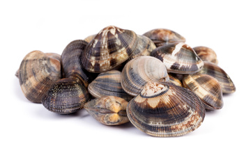 Małża Japońska, Almeja Japonesa, Vongole Verace, siatka 1kg