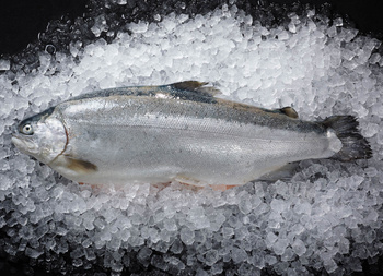 Troć fiordowa świeża tusza wypatroszona z głową, ok 3,5 kg sztuka