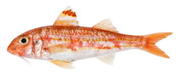 Barwena tuszka, Salmonette 200-300 g