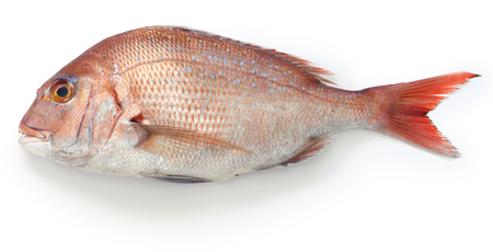 Japońska różowa dorada MADAI IKEJIME, tuszka ok 2 kg