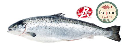 Łosoś Szkocki Loch Duart cała tuszka o wadze od 4 do 7 kg sztuka