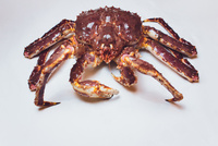 Czerwony Krab Królewski 