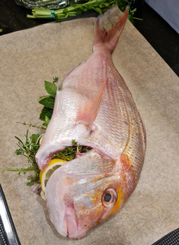 Dorada różowa Grecja 1-1.5 kg