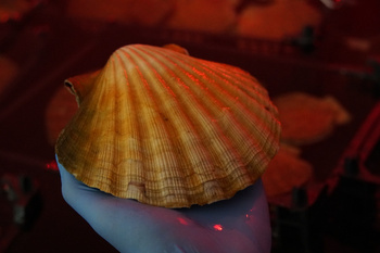 Żywy przegrzebek głębinowy, Norwegia 10-11 cm