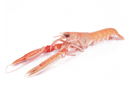 Langustynki całe mrożone 8/12 op. 800g