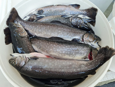 Świeży pstrąg alpejski wypatroszona tuszka z głową, waga ok 1 kg / sztuka