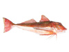 Kurek Czerwony 1-2kg sztuka , Francja 