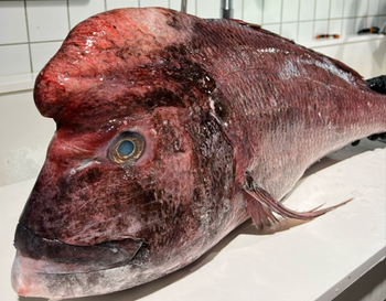 Sama, Dentex gibbosus filet