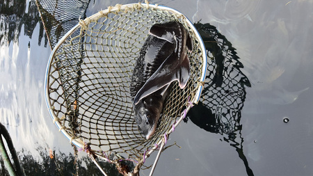 Jesiotr syberyjski cała tuszka wypatroszona z głową ok 2 kg sztuka