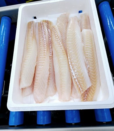 Dorsz atlantycki duża i mięsista polędwica bez skóry 1 szt ok 1 kg 