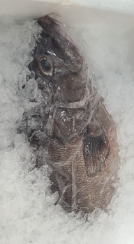 Wrakoń Atlantycki tusza
