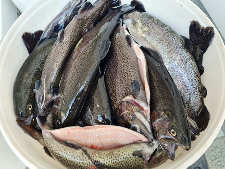 Pstrąg Tęczowy tuszka 2 ryby o wadze ok 500-600g, op ok 1-1.2kg