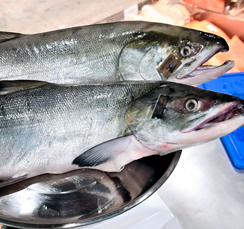 Dziki Łosoś Keta z Alaski, tuszka ok.3kg