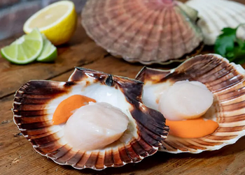 Muszle połówki 8/12