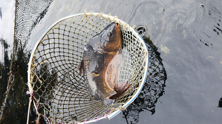 Karp królewski z terenów Roztocza, świeży patroszony z głową od 1 kg do 2 kg sztuka