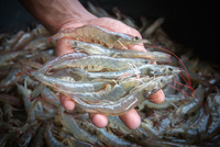 Krewetka Szara w Pancerzu z Głową 30/40 bez Glazury 2kg