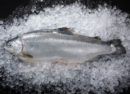 Troć fiordowa świeża tusza wypatroszona z głową, ok 3,5 kg sztuka 