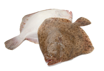 Turbot 1.5-2 kg