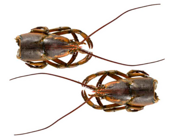 Głowa homara Kanadyjskiego Msc