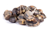  Vongole Verace, Almeja Japonesa, Małż Filipiński 