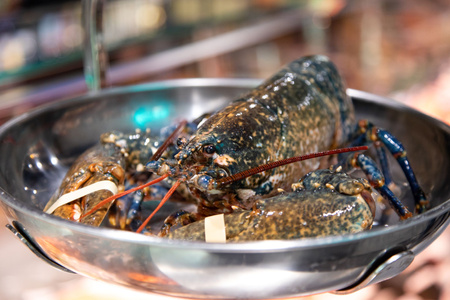 Homar Europejski Niebieski  1 sztuka ok 1,5 kg 