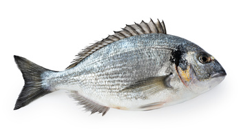 Dorada Royal Francja ok. 700g