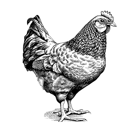 Kurczak tuszka ok 1,8kg